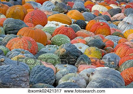 "Different varieties of pumpkins, squashes and gourds (Cucurbita pepo), Baden-Wuerttemberg, Germany, Europe" View Large Photo Image Stock Photo - "Different varieties of pumpkins, squashes and gourds (Cucurbita pepo), Baden-Wuerttemberg, Germany, Europe". Fotosearch