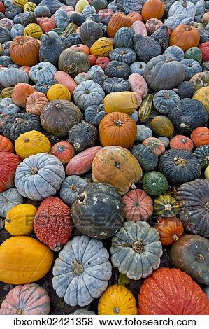 "Different varieties of pumpkins, squashes and gourds (Cucurbita pepo), Baden-Wuerttemberg, Germany, Europe" View Large Photo Image Stock Photo - "Different varieties of pumpkins, squashes and gourds (Cucurbita pepo), Baden-Wuerttemberg, Germany, Europe". Fotosearch