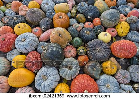 "Different varieties of pumpkins, squashes and gourds (Cucurbita pepo), Baden-Wuerttemberg, Germany, Europe" View Large Photo Image Stock Photo - "Different varieties of pumpkins, squashes and gourds (Cucurbita pepo), Baden-Wuerttemberg, Germany, Europe". Fotosearch