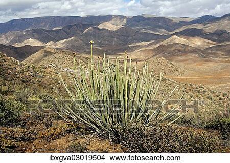 "Dikboudmelkbos (Euphorbia dregeana) with seed heads in its habitat, Richtersveld Nationalpark, South Africa, Africa" View Large Photo Image Picture - "Dikboudmelkbos (Euphorbia dregeana) with seed heads in its habitat, Richtersveld Nationalpark, South Africa, Africa". Fotosearch