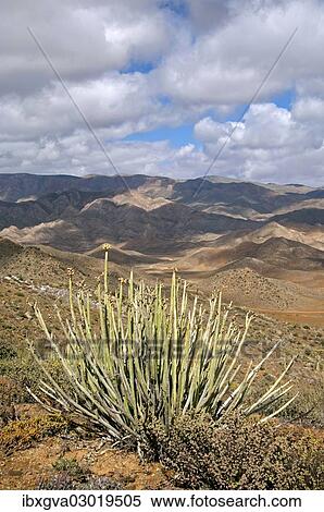 "Dikboudmelkbos (Euphorbia dregeana) with seed heads in its habitat, Richtersveld Nationalpark, South Africa, Africa" View Large Photo Image Stock Photography - "Dikboudmelkbos (Euphorbia dregeana) with seed heads in its habitat, Richtersveld Nationalpark, South Africa, Africa". Fotosearch