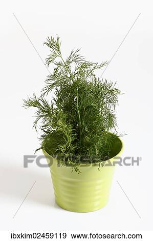 Dill (Anethum graveolens) in a green ceramic pot View Large Photo Image Stock Photo - Dill (Anethum graveolens) in a green ceramic pot. Fotosearch