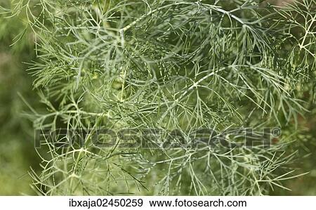 Dill (Anethum graveolens) View Large Photo Image Stock Photo - Dill (Anethum graveolens). Fotosearch