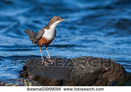 "Dipper (Cinclus cinclus) on a rock in the water, North Hesse, Hesse, Germany, Europe" View Large Photo Image Picture - "Dipper (Cinclus cinclus) on a rock in the water, North Hesse, Hesse, Germany, Europe". Fotosearch