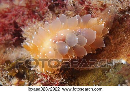 "Dirona pellucida nudibranch, Japan Sea, Far East, Primorsky Krai, Russian Federation" View Large Photo Image Stock Image - "Dirona pellucida nudibranch, Japan Sea, Far East, Primorsky Krai, Russian Federation". Fotosearch
