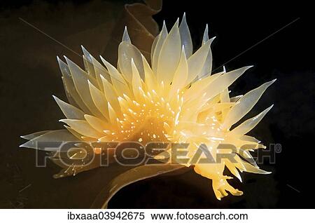 "Dirona pellucida sea slug, Sea of Japan, Russia, Europe" View Large Photo Image Stock Photography - "Dirona pellucida sea slug, Sea of Japan, Russia, Europe". Fotosearch