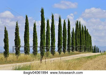 "Dirt track with a cypress avenue, near Murlo, Province of Siena, Tuscany, Italy, Europe" View Large Photo Image Picture - "Dirt track with a cypress avenue, near Murlo, Province of Siena, Tuscany, Italy, Europe". Fotosearch