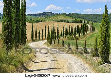 "Dirt track with a cypress avenue, near Murlo, Province of Siena, Tuscany, Italy, Europe" View Large Photo Image Stock Photo - "Dirt track with a cypress avenue, near Murlo, Province of Siena, Tuscany, Italy, Europe". Fotosearch