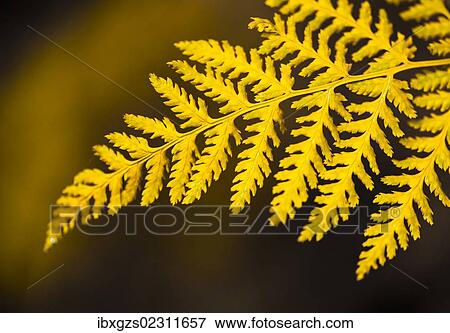 "Discoloured frond, Stubai Valley, Tyrol, Austria, Europe" View Large Photo Image Stock Photo - "Discoloured frond, Stubai Valley, Tyrol, Austria, Europe". Fotosearch