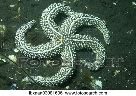 "Distolasterias nippon starfish, Sea of Japan, Primorsky Krai, Russia, Europe" View Large Photo Image Stock Photograph - "Distolasterias nippon starfish, Sea of Japan, Primorsky Krai, Russia, Europe". Fotosearch