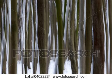 "Distorted, tree trunks in the Ghost Forest or Nienhager Holz in Nienhagen, Mecklenburg-Western Pomerania, Germany, Europe" View Large Photo Image Picture - "Distorted, tree trunks in the Ghost Forest or Nienhager Holz in Nienhagen, Mecklenburg-Western Pomerania, Germany, Europe". Fotosearch
