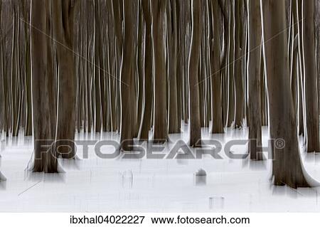"Distorted, Tree trunks in the Ghost Forest or Nienhager Holz in Nienhagen, Mecklenburg-Western Pomerania, Germany, Europe" View Large Photo Image Stock Photo - "Distorted, Tree trunks in the Ghost Forest or Nienhager Holz in Nienhagen, Mecklenburg-Western Pomerania, Germany, Europe". Fotosearch
