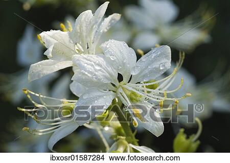 "Dittany (Dictamnus albus), flowering, medicinal plant, Germany, Europe" View Large Photo Image Picture - "Dittany (Dictamnus albus), flowering, medicinal plant, Germany, Europe". Fotosearch