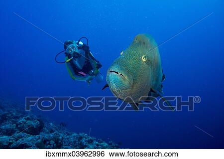 "Diver and Humphead wrasse (Cheilinus undulatus), Palau, Oceania" View Large Photo Image Stock Photograph - "Diver and Humphead wrasse (Cheilinus undulatus), Palau, Oceania". Fotosearch