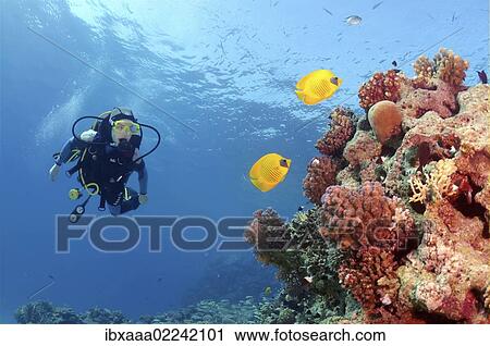 "Diver at Masked butterfly, Golden butterflyfish, Bluecheek butterflyfish (Chaetodon semilarvatus), Red Sea, Egypt, Africa" View Large Photo Image Stock Image - "Diver at Masked butterfly, Golden butterflyfish, Bluecheek butterflyfish (Chaetodon semilarvatus), Red Sea, Egypt, Africa". Fotosearch