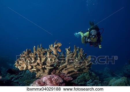 "Diver looking at a Pore Coral (Montipora malampaya), Philippines, Asia" View Large Photo Image Stock Photo - "Diver looking at a Pore Coral (Montipora malampaya), Philippines, Asia". Fotosearch