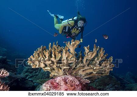"Diver looking at a Pore Coral (Montipora malampaya), Philippines, Asia" View Large Photo Image Stock Photography - "Diver looking at a Pore Coral (Montipora malampaya), Philippines, Asia". Fotosearch