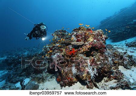 "Diver looking at coral block with different corals and sponges, shoal of Anthias (Anthiinae), Indian Ocean, Bolifushi, South Male Atoll, Maldives, Asia" View Large Photo Image Stock Photo - "Diver looking at coral block with different corals and sponges, shoal of Anthias (Anthiinae), Indian Ocean, Bolifushi, South Male Atoll, Maldives, Asia". Fotosearch