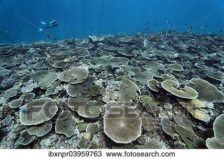 "Diver over reef flat with Acropora table coral (Acropora hyacinthus), Indian Ocean, Bolifushi, South Male Atoll, Maldives, Asia" View Large Photo Image Stock Image - "Diver over reef flat with Acropora table coral (Acropora hyacinthus), Indian Ocean, Bolifushi, South Male Atoll, Maldives, Asia". Fotosearch