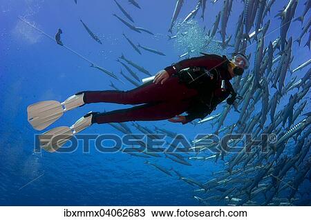 "Diver swimming with a school of Blackfin Barracudas (Sphyraena qenie), Palau, Oceania" View Large Photo Image Stock Image - "Diver swimming with a school of Blackfin Barracudas (Sphyraena qenie), Palau, Oceania". Fotosearch