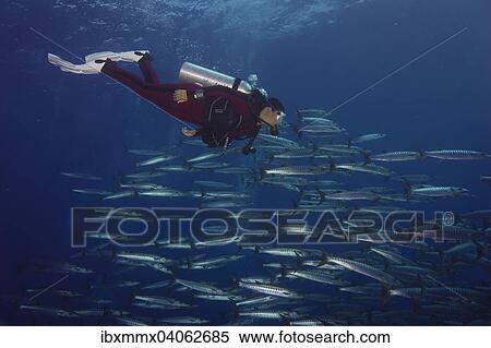 "Diver swimming with a school of Blackfin Barracudas (Sphyraena qenie), Palau, Oceania" View Large Photo Image Stock Photography - "Diver swimming with a school of Blackfin Barracudas (Sphyraena qenie), Palau, Oceania". Fotosearch