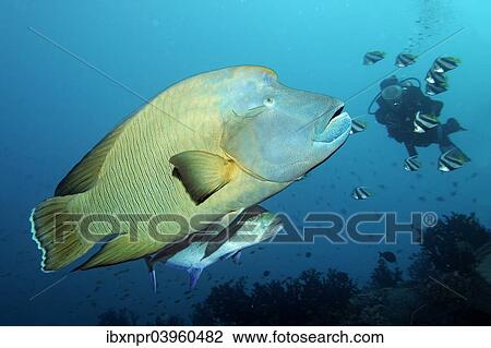 "Diver watching Humphead wrasse (Cheilinus undulatus) and Bluefin trevally (Caranx melampygus), Embudu channel, Indian Ocean, Tilla, South Male Atoll, Maldives, Asia" View Large Photo Image Stock Image - "Diver watching Humphead wrasse (Cheilinus undulatus) and Bluefin trevally (Caranx melampygus), Embudu channel, Indian Ocean, Tilla, South Male Atoll, Maldives, Asia". Fotosearch