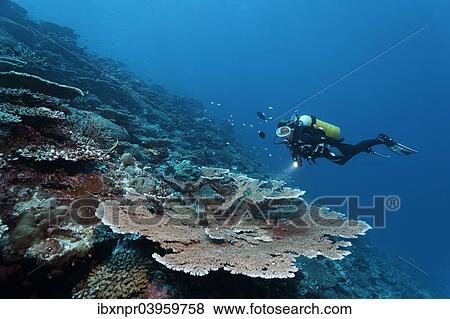 "Divers looking at table coral (Acropora hyacinthus) at drop-off, Indian Ocean, Bolifushi, South Male Atoll, Maldives, Asia" View Large Photo Image Stock Photo - "Divers looking at table coral (Acropora hyacinthus) at drop-off, Indian Ocean, Bolifushi, South Male Atoll, Maldives, Asia". Fotosearch