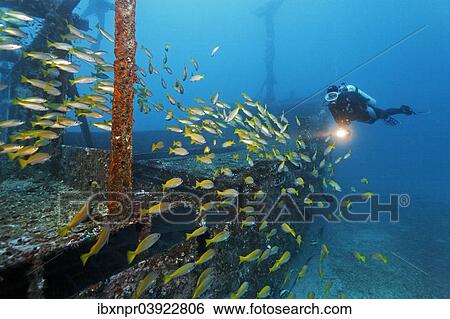 "Divers watching school of Bigeye Snappers (Lutjanus lutjanus), Alma Jane wreck, Sabang Beach, Puerto Galera, Mindoro, Philippines, Asia" View Large Photo Image Stock Photograph - "Divers watching school of Bigeye Snappers (Lutjanus lutjanus), Alma Jane wreck, Sabang Beach, Puerto Galera, Mindoro, Philippines, Asia". Fotosearch