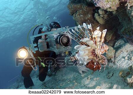 "Diving cameraman and Red lionfish (Pterois volitans), Red Sea, Egypt, Africa" View Large Photo Image Stock Photo - "Diving cameraman and Red lionfish (Pterois volitans), Red Sea, Egypt, Africa". Fotosearch