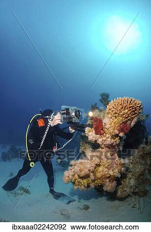 "Diving cameraman at coral reef, Red Sea, Egypt, Africa" View Large Photo Image Stock Image - "Diving cameraman at coral reef, Red Sea, Egypt, Africa". Fotosearch