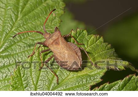 Stock Image - "Dock Bug (Coreus marginatus), Baden-Wurttemberg, Germany, Europe". Fotosearch