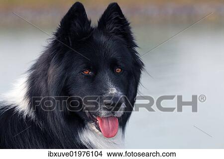 "Dog (Canis lupus familiaris), male, cross-breed, portrait" View Large Photo Image Picture - "Dog (Canis lupus familiaris), male, cross-breed, portrait". Fotosearch