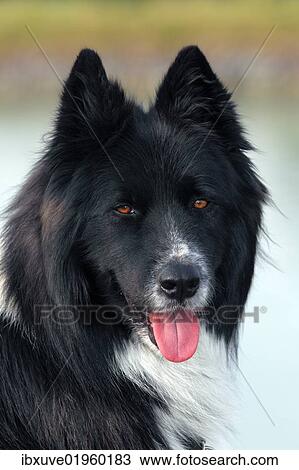 "Dog (Canis lupus familiaris), male, mongrel, portrait" View Large Photo Image Stock Image - "Dog (Canis lupus familiaris), male, mongrel, portrait". Fotosearch