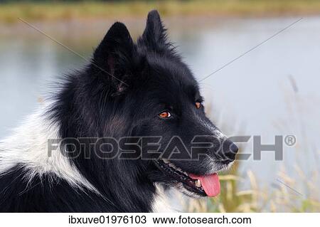 "Dog (Canis lupus familiaris), male, cross-breed, portrait" View Large Photo Image Stock Image - "Dog (Canis lupus familiaris), male, cross-breed, portrait". Fotosearch