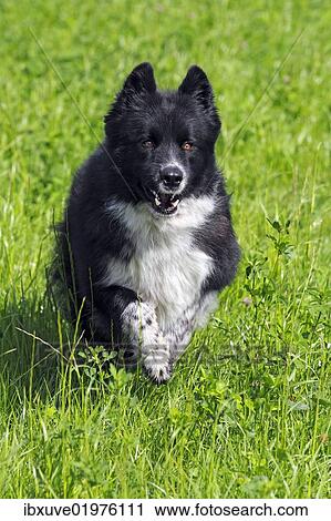 "Dog (Canis lupus familiaris), male, cross-breed, running through meadow" View Large Photo Image Stock Image - "Dog (Canis lupus familiaris), male, cross-breed, running through meadow". Fotosearch