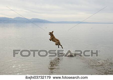 "Dog jumping into Lake Constance, Swabia, Bavaria, Germany, Europe" View Large Photo Image Stock Photo - "Dog jumping into Lake Constance, Swabia, Bavaria, Germany, Europe". Fotosearch