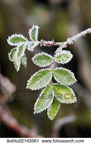 "Dog rose (Rosa canina), leaves with first hoar frost, Untergroeningen, Baden-Wuerttemberg, Germany, Europe" View Large Photo Image Stock Image - "Dog rose (Rosa canina), leaves with first hoar frost, Untergroeningen, Baden-Wuerttemberg, Germany, Europe". Fotosearch