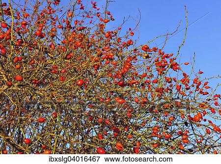 "Dog Rose (Rosa canina) with rose hips, Germany, Europe" View Large Photo Image Stock Photo - "Dog Rose (Rosa canina) with rose hips, Germany, Europe". Fotosearch