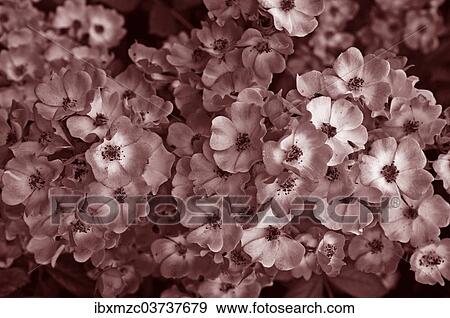 "Dog Rose (Rosa corymbifera), Sepia tint, Middle Franconia, Bavaria, Germany, Europe" View Large Photo Image Stock Photo - "Dog Rose (Rosa corymbifera), Sepia tint, Middle Franconia, Bavaria, Germany, Europe". Fotosearch