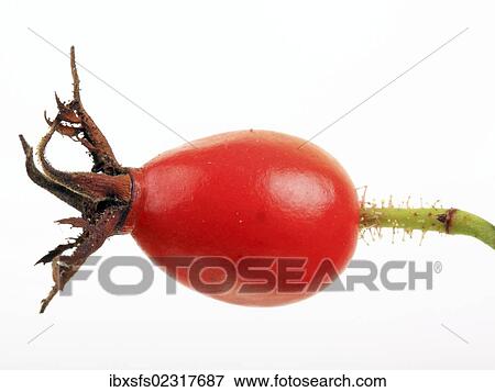 Stock Photo - "Dog rose, rosehip (Rosa canina), fruit". Fotosearch