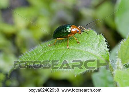 Stock Photo - "Dogbane Leaf beetle (Chrysochus auratus), Tandayapa region, Andean mist rainforest, Ecuador, South America". Fotosearch