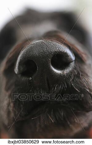 "Dog's nose, King Poodle" View Large Photo Image Stock Photo - "Dog's nose, King Poodle". Fotosearch