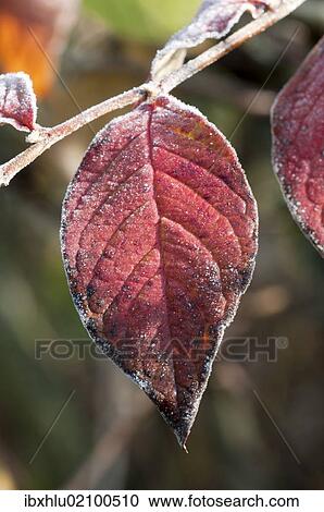 "Dogwood (Cornus sanguinea), single leaf with the first hoarfrost, Untergroeningen, Baden-Wuerttemberg, Germany, Europe" View Large Photo Image Stock Image - "Dogwood (Cornus sanguinea), single leaf with the first hoarfrost, Untergroeningen, Baden-Wuerttemberg, Germany, Europe". Fotosearch