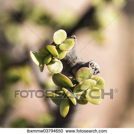 Stock Image - "Dollar Plant (Zygophyllum stapfii), Namibia, Africa". Fotosearch