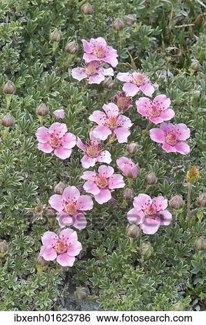 Dolomite Cinquefoil (Potentilla nitida) View Large Photo Image Stock Photograph - Dolomite Cinquefoil (Potentilla nitida). Fotosearch