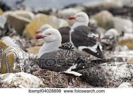 "Dolphin gull (Leucophaeus scoresbii) with chick, Sea Lion Island, Falkland Islands, South America" View Large Photo Image Stock Photo - "Dolphin gull (Leucophaeus scoresbii) with chick, Sea Lion Island, Falkland Islands, South America". Fotosearch