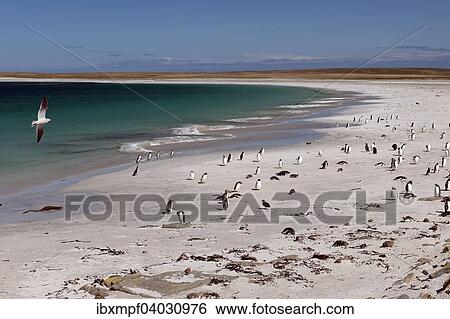 "Dolphin gull (Leucophaeus scoresbii) on a beach with gentoo penguins (Pygoscelis papua) and scattered Magellanic penguins (Spheniscus magellanicus), Bleaker Island, Falkland Islands, South America" View Large Photo Image Stock Photograph - "Dolphin gull (Leucophaeus scoresbii) on a beach with gentoo penguins (Pygoscelis papua) and scattered Magellanic penguins (Spheniscus magellanicus), Bleaker Island, Falkland Islands, South America". Fotosearch