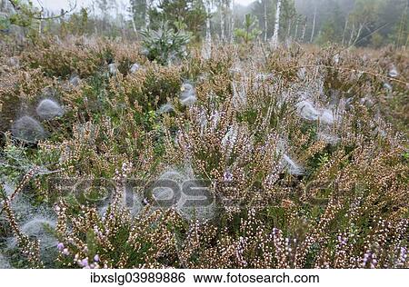 "Dome-shaped webs a Sheet Weavers or Money Spiders (Linyphiidae) in between Heather plants (Calluna vulgaris), with dew drops in a peat bog, near Rosenheim, Bavaria, Germany, Europe" View Large Photo Image Stock Photograph - "Dome-shaped webs a Sheet Weavers or Money Spiders (Linyphiidae) in between Heather plants (Calluna vulgaris), with dew drops in a peat bog, near Rosenheim, Bavaria, Germany, Europe". Fotosearch
