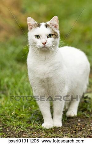 Domestic cat (Felis catus) View Large Photo Image Stock Photograph - Domestic cat (Felis catus). Fotosearch