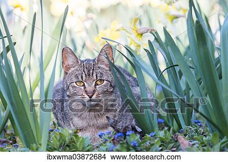 "Domestic cat (Felis silvestris catus), Germany, Europe" View Large Photo Image Picture - "Domestic cat (Felis silvestris catus), Germany, Europe". Fotosearch